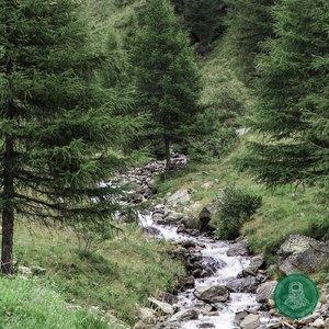 Hogsback Forest (Base of small Waterfall)