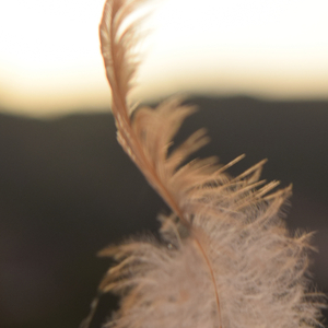 Darck Perfectly Without