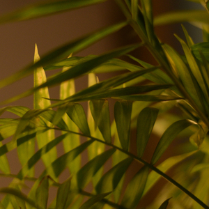 Harmonization of consciousness