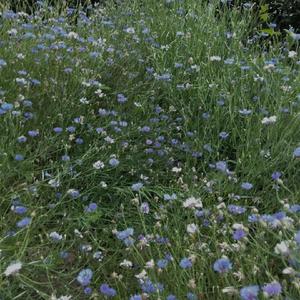 回到夏天（翻自 爱写歌的小田）