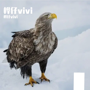 天地任逍遥 伴奏