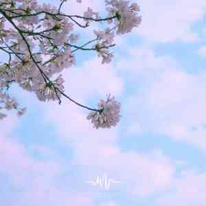 风凄凄 (催眠+下雨声)