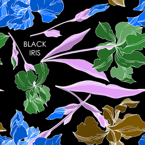 Black Iris