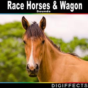 Horse Whining in Stable