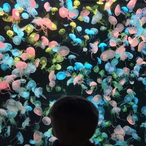 天鹅-jude.微醺儿