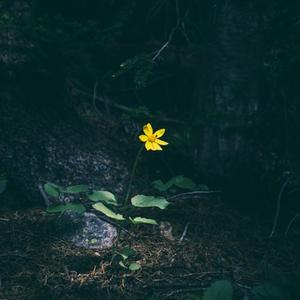 飞跃大海的蝴蝶