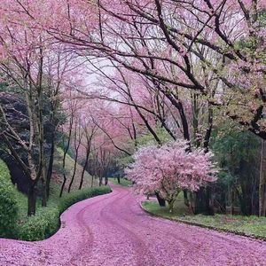 如果这就是爱情·2025