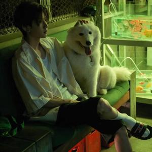 山茶花读不懂白玫瑰