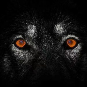 孤狼（Prod By ANGER BEATZ/Slim Dyane）