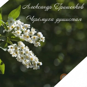 Черёмуха душистая