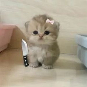 Bad Romance (sped up)