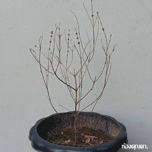 คิดถึงตั้งแต่วันแรกที่เธอหายไป