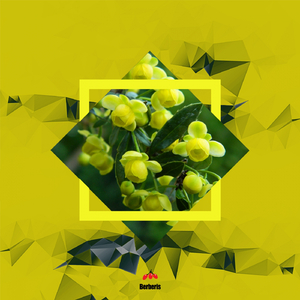 Spotted (Original Mix)