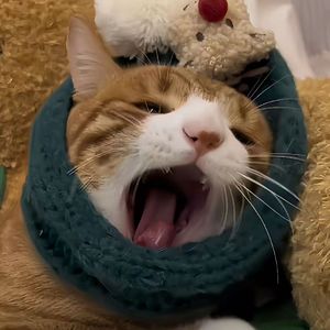 达尔文(Cover蔡健雅）