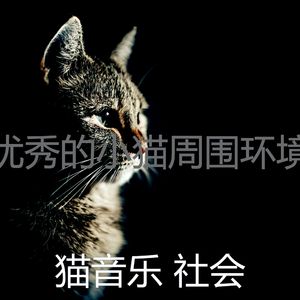 微妙的睡猫心情