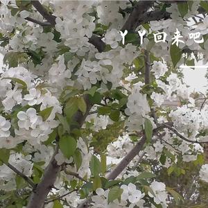 丫丫回来吧(原唱 音宝)