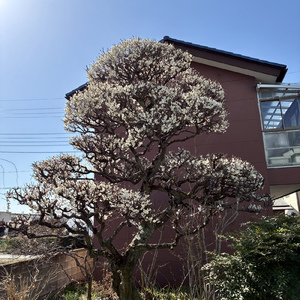 ベートーヴェン 交響曲第5番第一楽章 (rutekia remix)