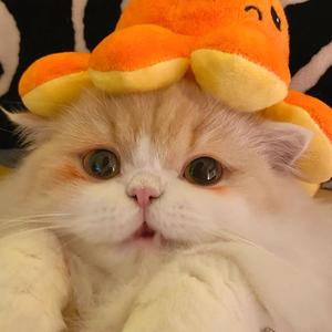 后会无期（cover 本兮）