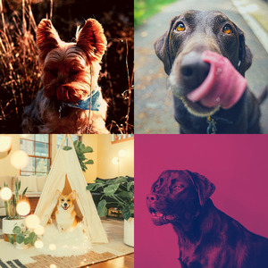 诗意的狗独自在家节奏