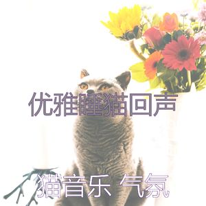 柔和的小猫时刻