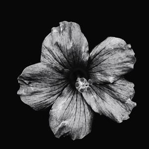Sand Flower