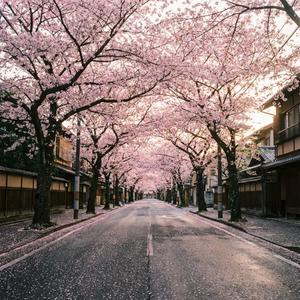 벚꽃은 아직 여기에