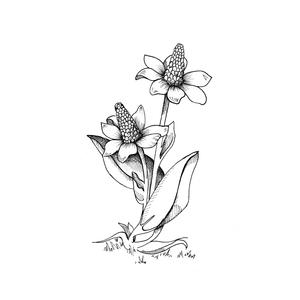 Gray Life (Instrumental) (Instrumental)