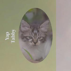 Yap Tabby