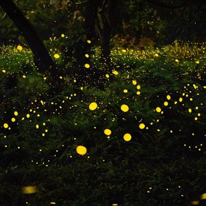 阿尔法脑波（雨水助眠曲）