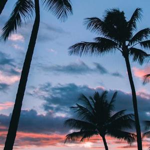 舒伯特玫瑰（翻自 蓝心羽）