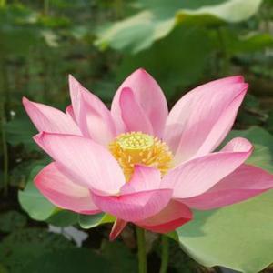 我是一个农村人