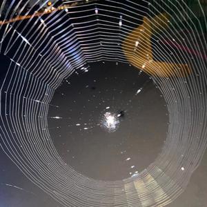 US (feat. Zuru Pierce)