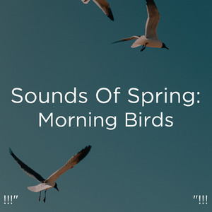 Morning Bird Sounds