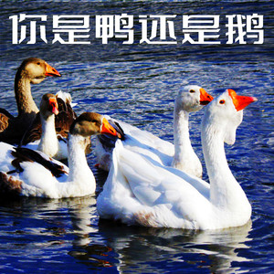 你是鸭还是鹅