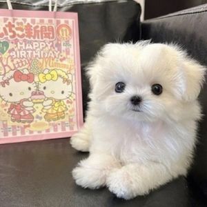 心动的感觉 - 抖音 甜美 心跳 初恋 羞涩 可爱 顽皮 Type Hip-Hop 吉他 Beat