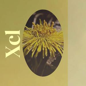 Xcl