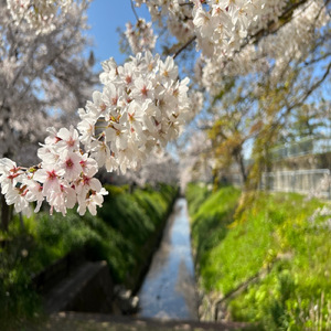 まだ見ぬ明日に生まれる歌 (feat. 鏡音リン) [～春 0213～]