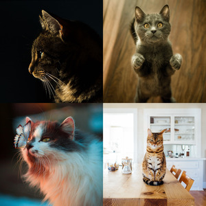 微妙的小猫心情