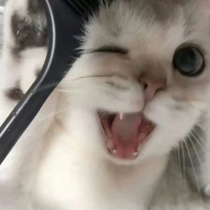 爱丫爱丫（片段）