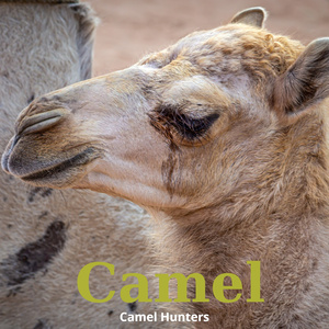 Camel