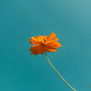 桃花渡