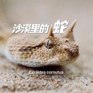 沙漠里的蛇