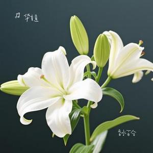 香水百合 (华姐 Remix)