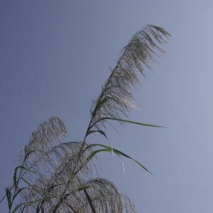 纯音乐治愈.森林大雾（轻音乐 ）