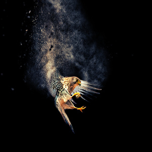 Swandive