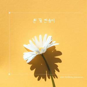 흰 꽃 한송이