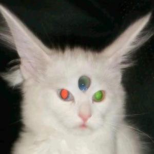 高级感（Prod.tired）