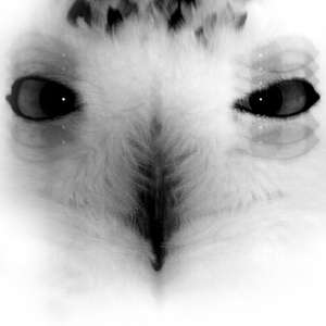 Venom (Original Mix)