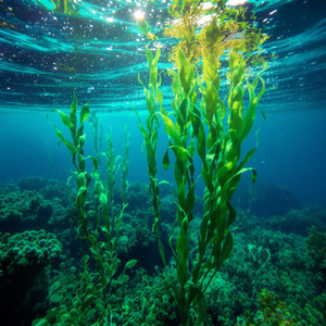 Swaying in the water