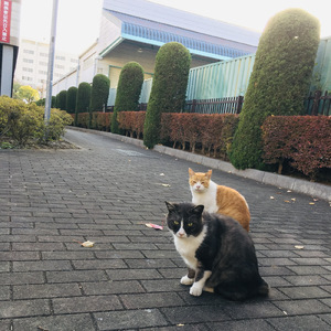 ことばは旅をする